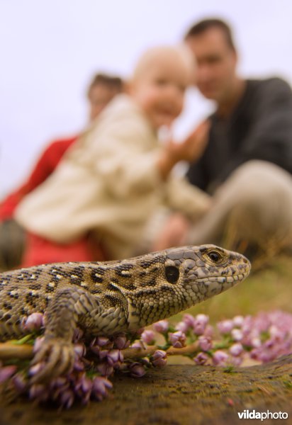 Een gezin met kind kijkt naar een zandhagedis; een zandhagedis kijkt naar wandelaars