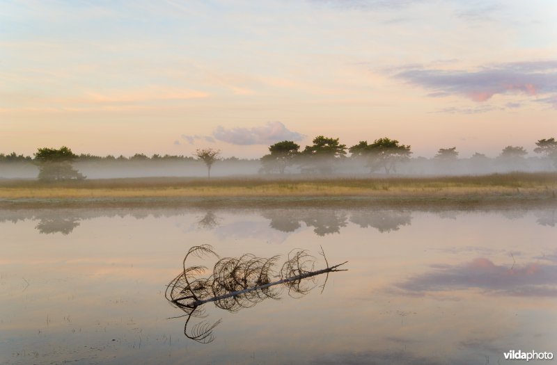 Ochtend op de Kalmthoutse Heide