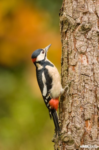 Grote bonte specht in de herfst