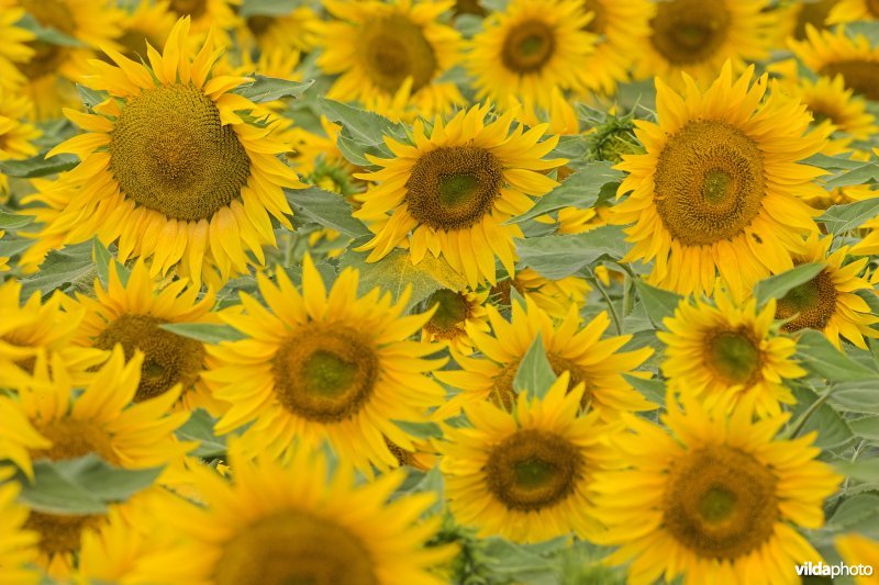 Zonnebloemen