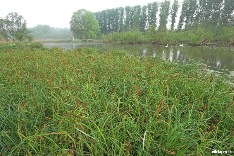 Oude Schelde-arm 'Dal'
