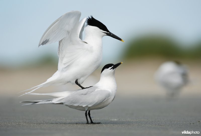 Parende Grote sternen