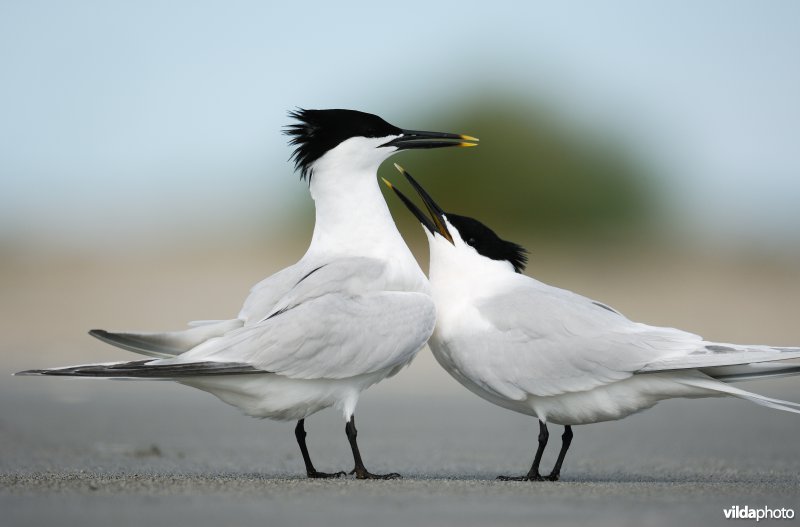 Baltsende Grote sternen