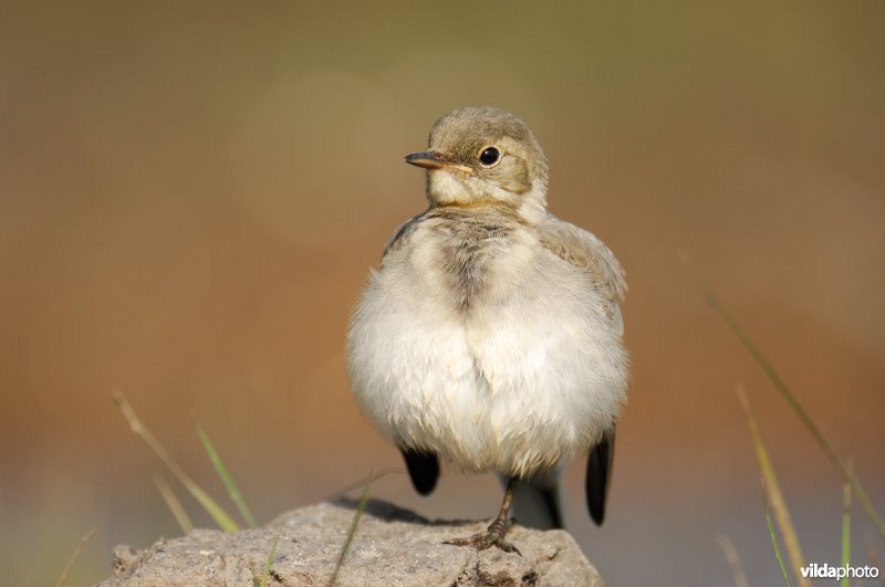 Juveniele Witte kwikstaart