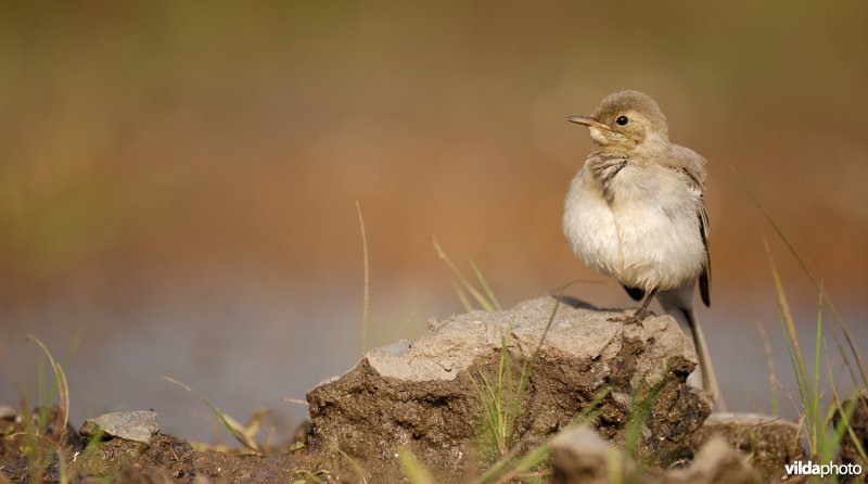 Juveniele Witte kwikstaart