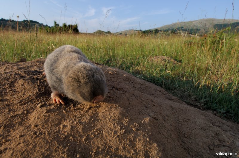 Westelijke blindmuis