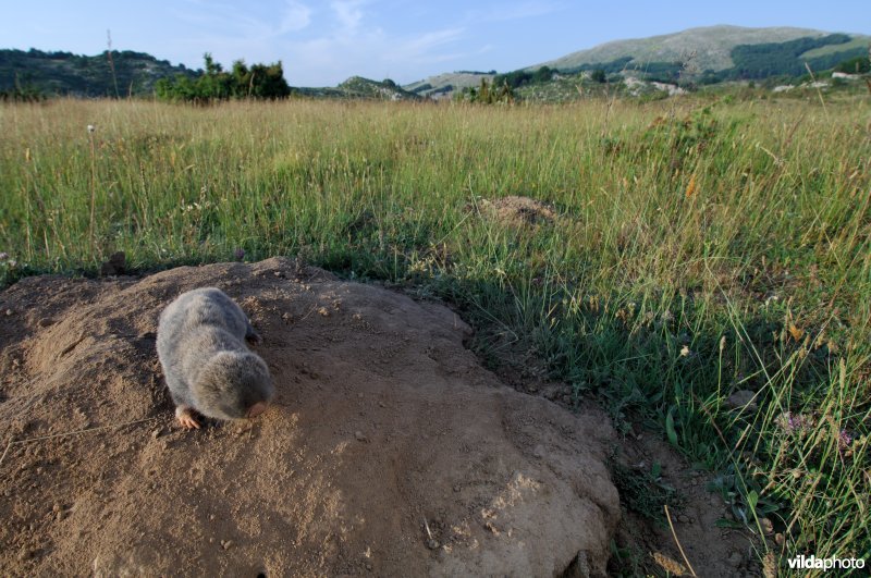 Westelijke blindmuis