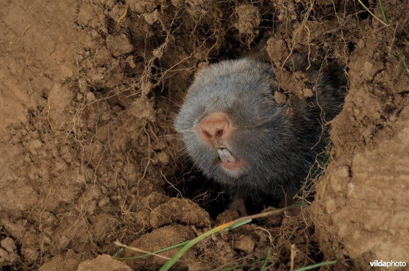 Westelijke blindmuis