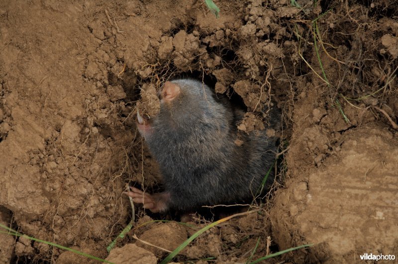 Westelijke blindmuis