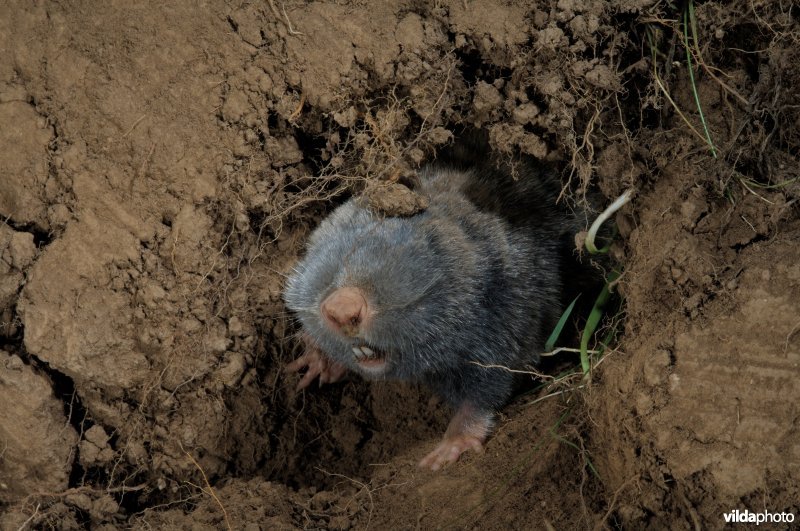 Westelijke blindmuis