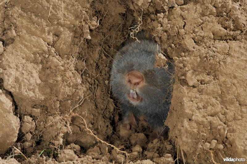 Westelijke blindmuis