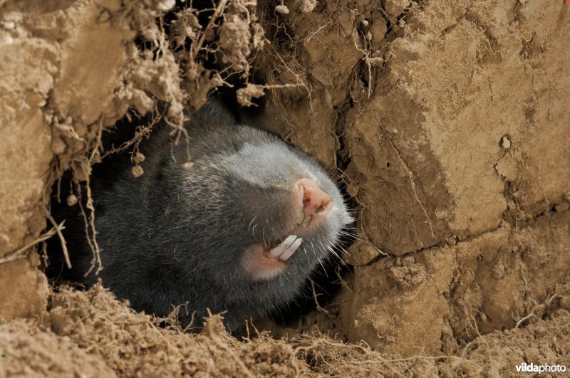 Westelijke blindmuis