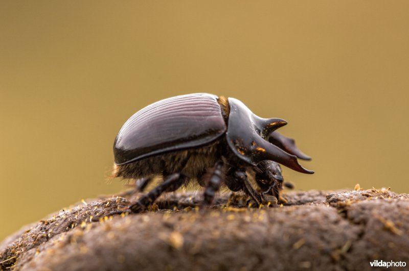 Driehoornmestkever op mest van Schotse Hooglander