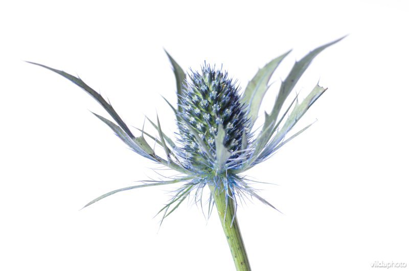 Bloem van een blauwe zeedistel