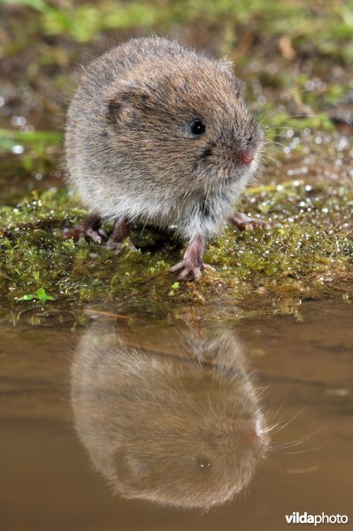 Aardmuis en spiegelbeeld