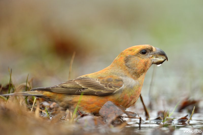 Jong mannetje Grote kruisbek