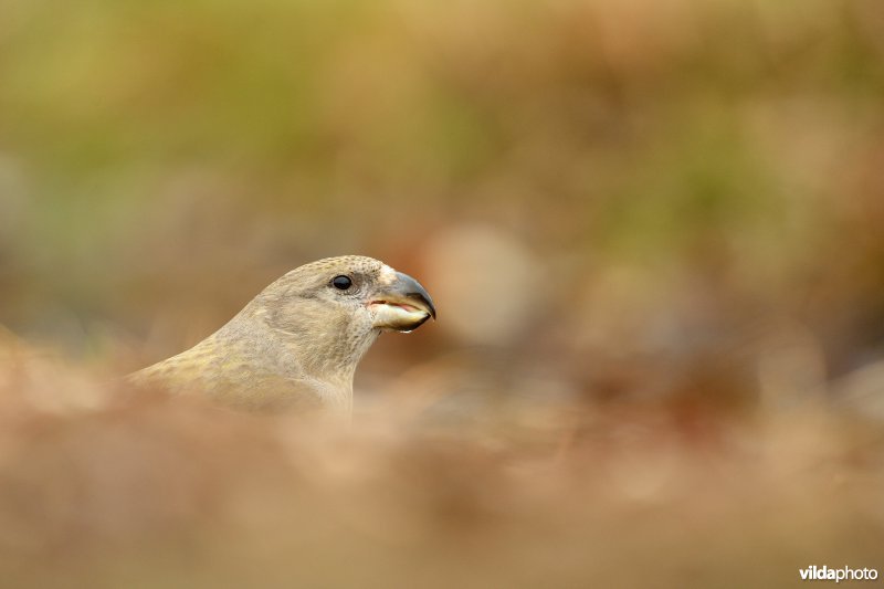 Vrouwtje Grote kruisbek