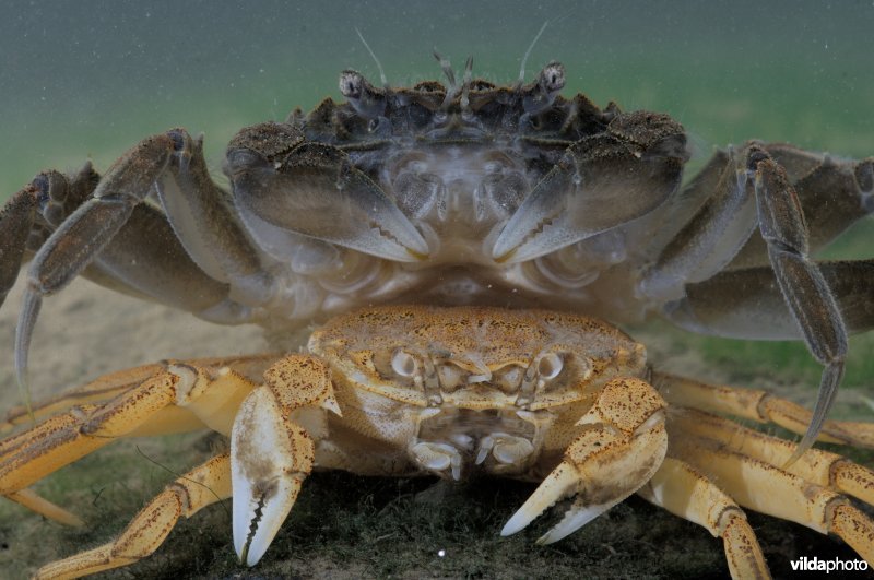 Net vervelde wolhandkrab met oude jas