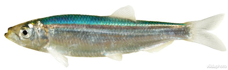 Haring