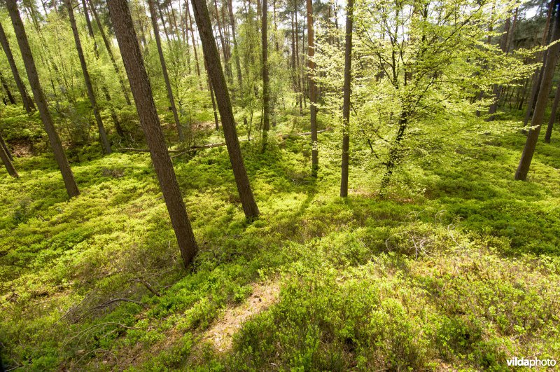 Blauwe bosbes in dennenbos