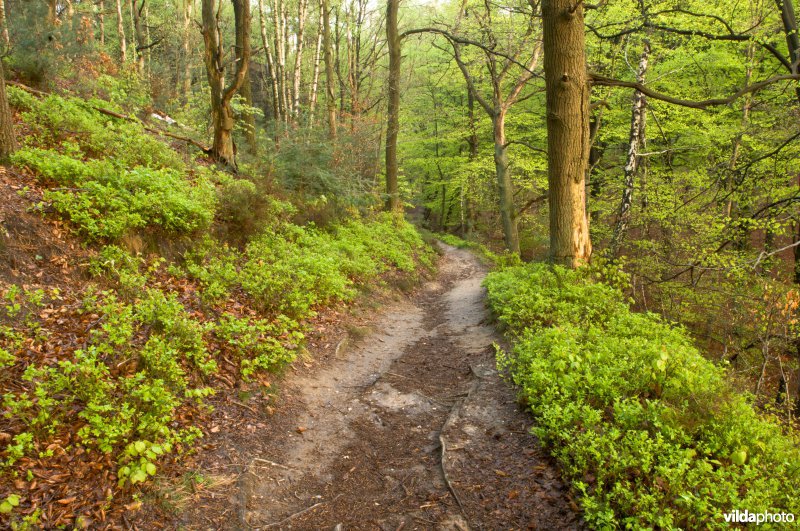 Wandelpad op de Veluwezoom