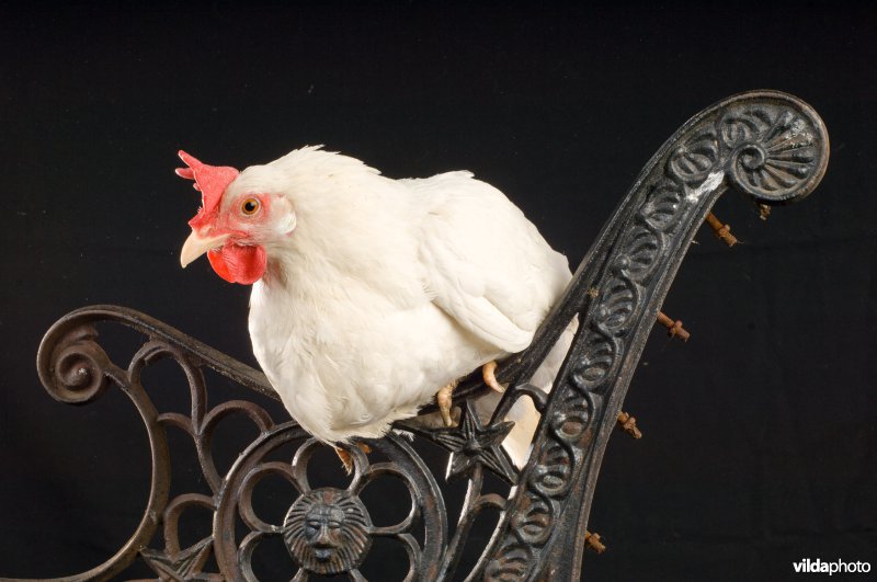 Studioportret van kippenras Witte Leghorn