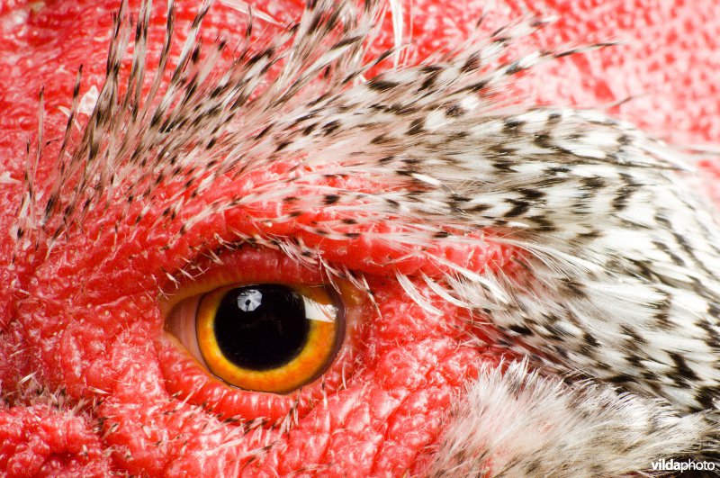 Studioportret van kippenras