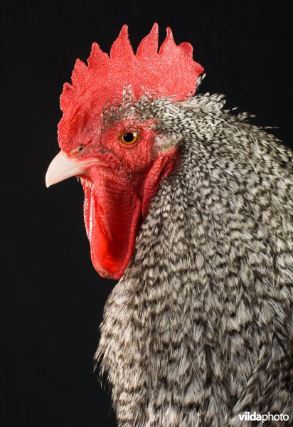 Studioportret van kippenras