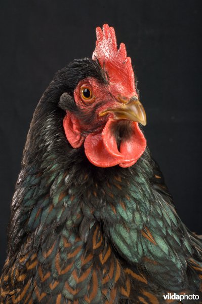 Studioportret van kippenras