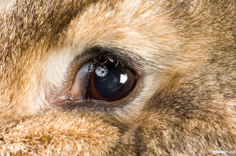 Studioportret van gedomesticeerd konijn, ras Vlaamse Reus