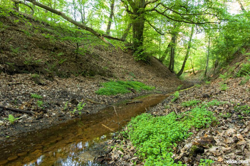Sprengenbeek