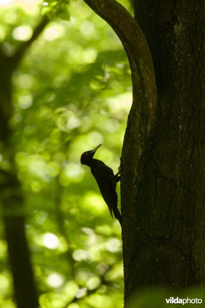 Zwarte specht in een beukenbos.