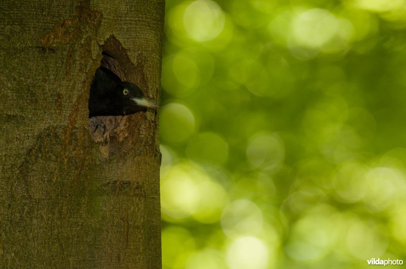 Zwarte specht in een beukenbos.