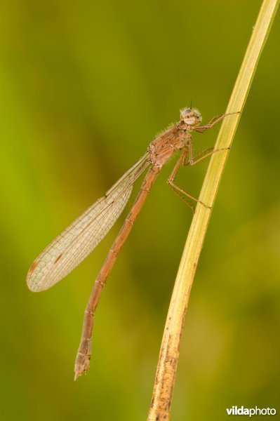 Bruine winterjuffer op een stengel