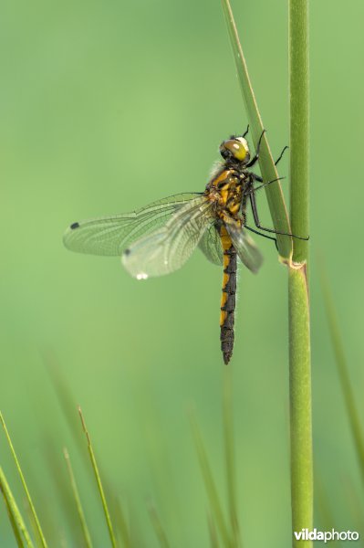 Gevlekte witsnuitlibel rust op rietstengel