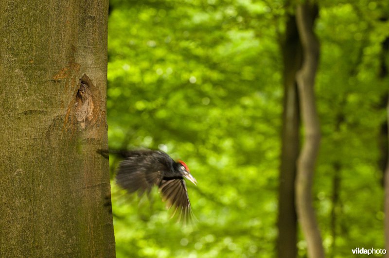 Zwarte specht vliegt uit holte