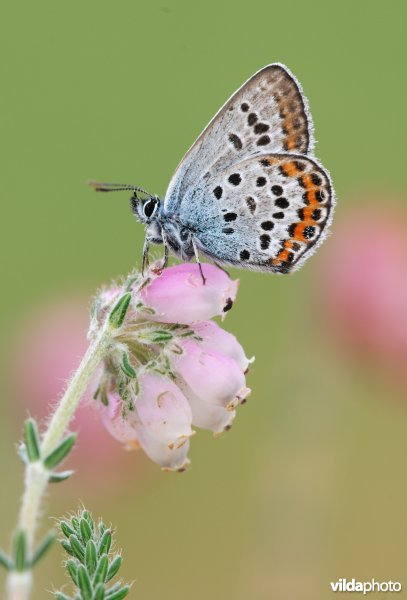 Heideblauwtje op dopheide