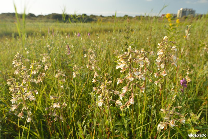 Natte duinpanne in de Westhoek