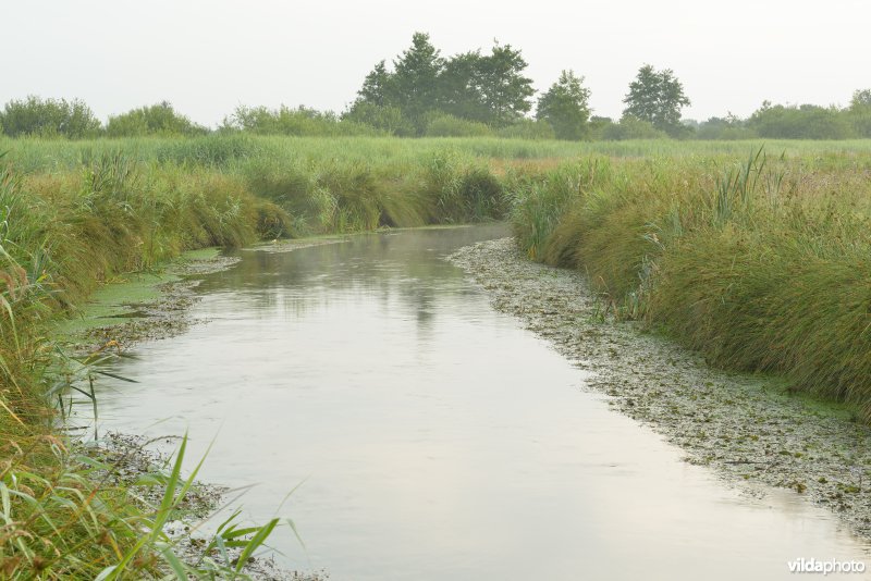 De Dommel in het Hageven