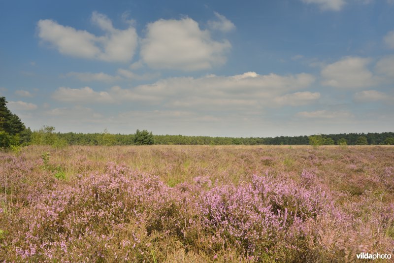 Kattenbosserheide