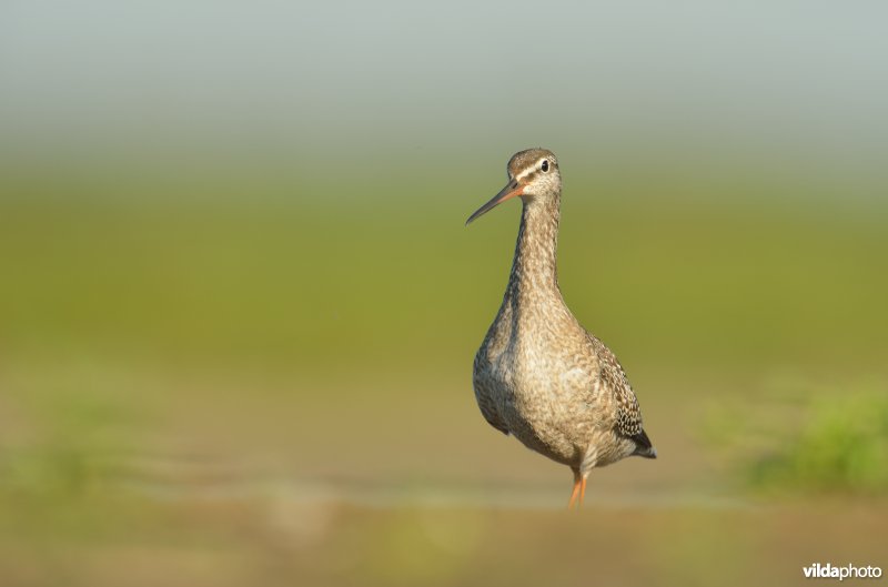 Zwarte ruiter