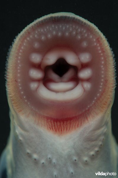 De zuigmond van de beekprik