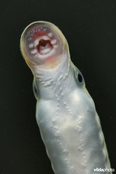 Beekprik met zuigmond