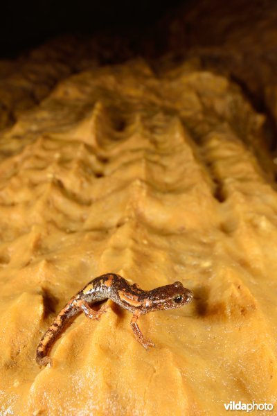 Ambrosi's grottensalamander