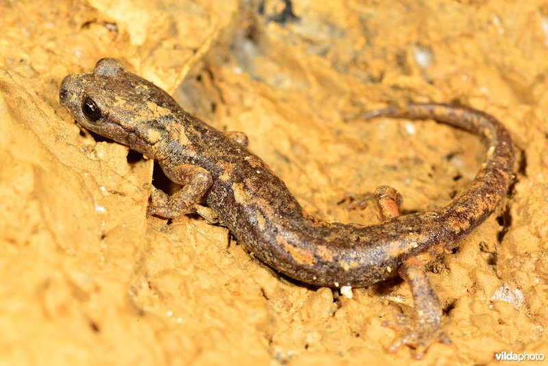 Ambrosi's grottensalamander