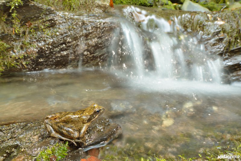 Italiaanse beekkikker
