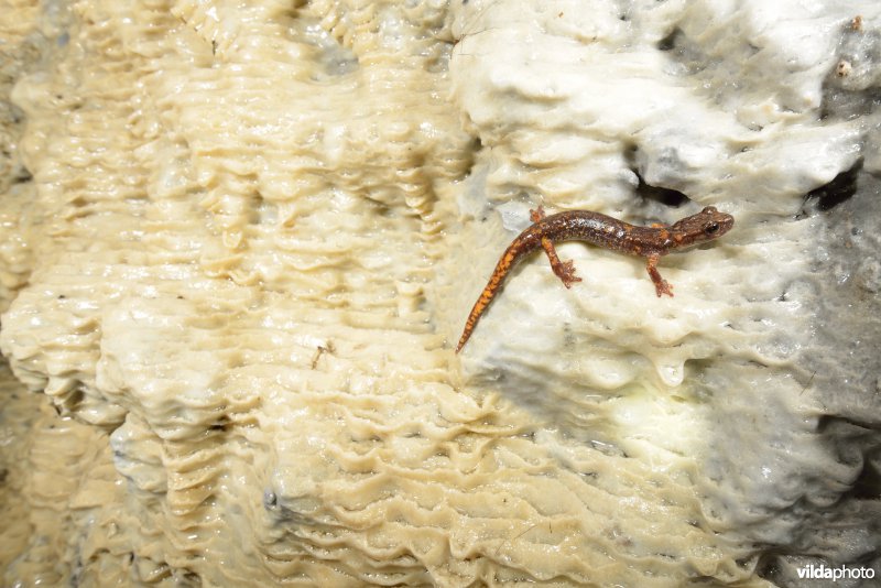 Ligurische grottensalamander