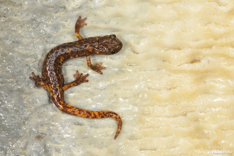 Ligurische grottensalamander