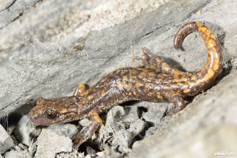 Ligurische grottensalamander
