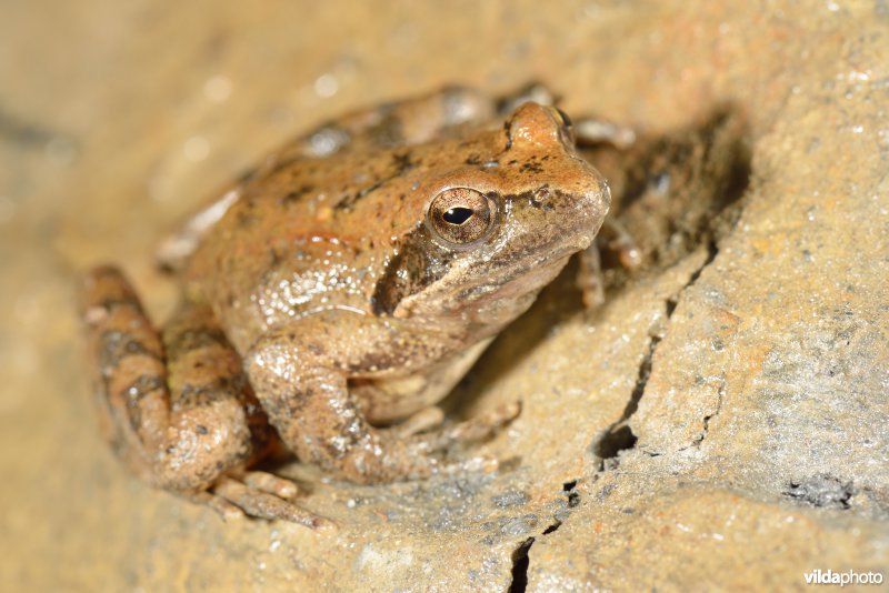 Italiaanse beekkikker